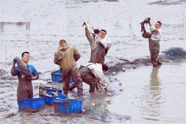 蕪湖海螺 蕪湖海螺