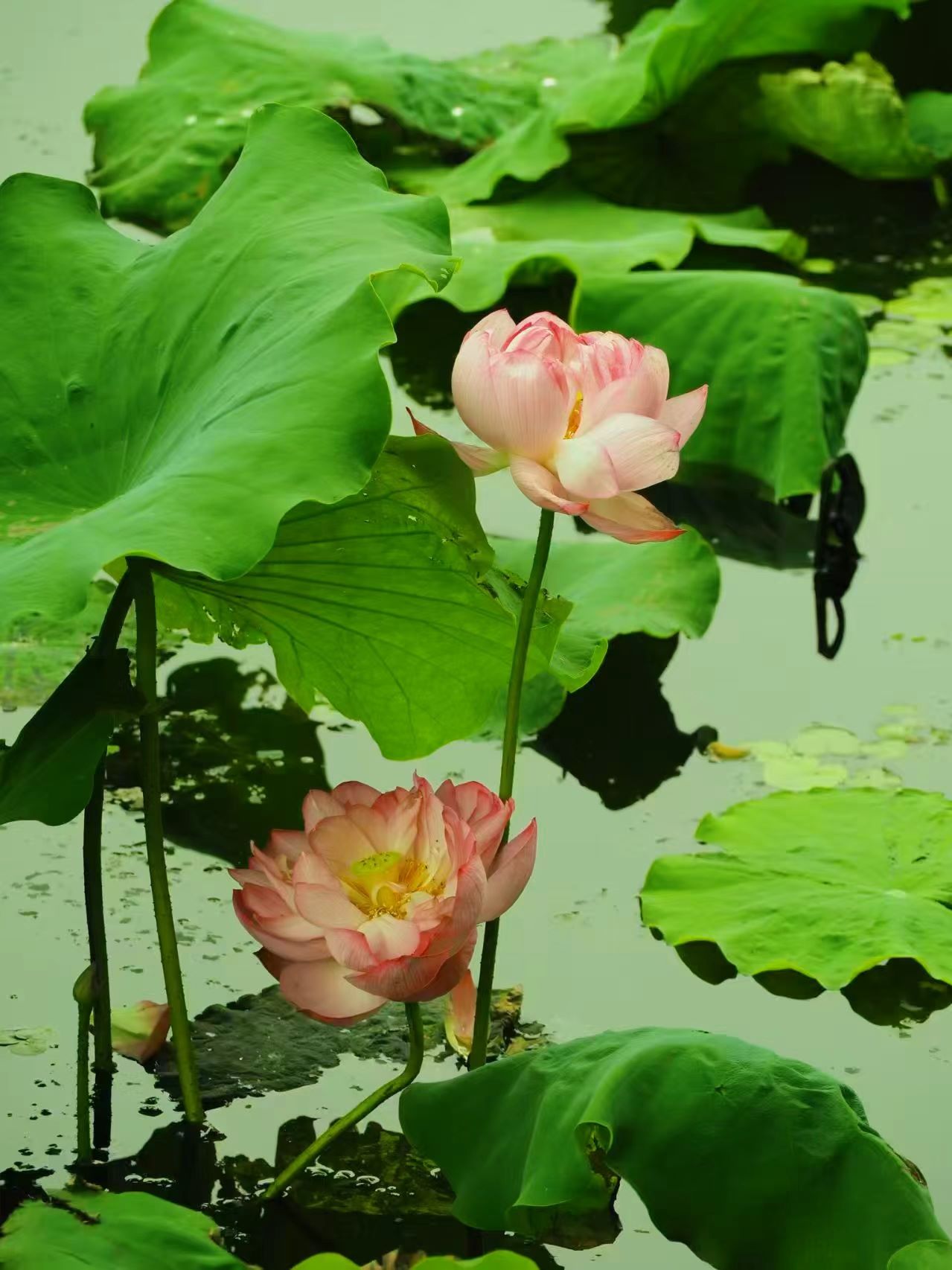 6389372106355722765252733